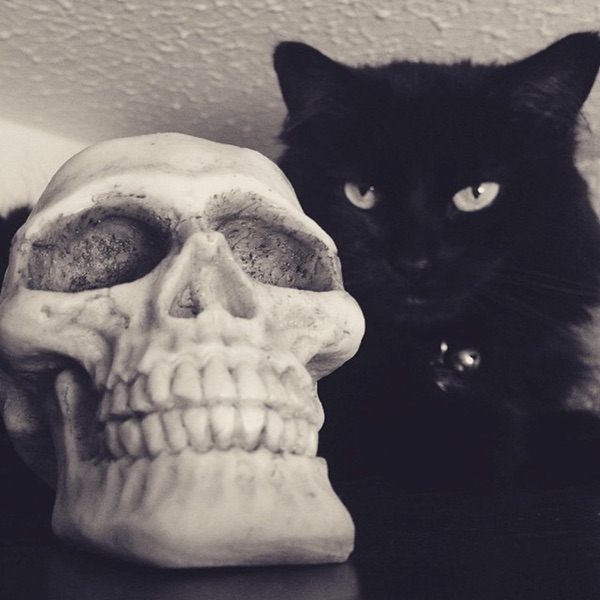 Apocalypse Meow!