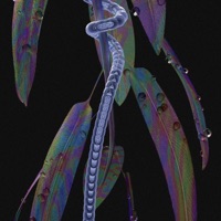 Pocualeíto - EP - Susobrino