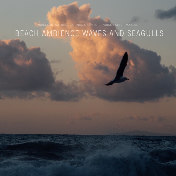 Beach Ambience Waves and Seagulls
