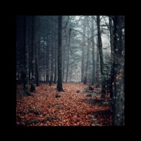 I Tried - Single - HKFiftyOne