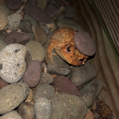 Something Funky - Single