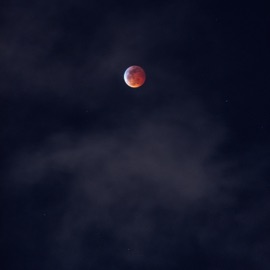 Swoop Swoop Jay Violet