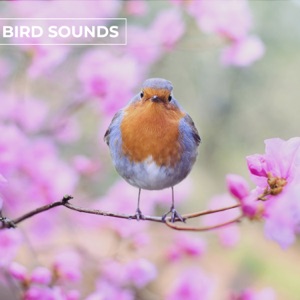 Bird Sounds - EP