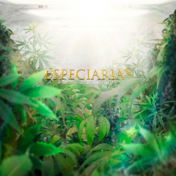 Especiarias (feat. 7helb, biggie diehl & Jnse7e)
