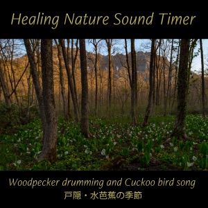 Relaxing Sound of Woodpecker drumming and Songs of Bush Warbler in Togakushi forest (nature sound)