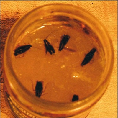 FREEFOOD (feat. The ROACHES) - Single