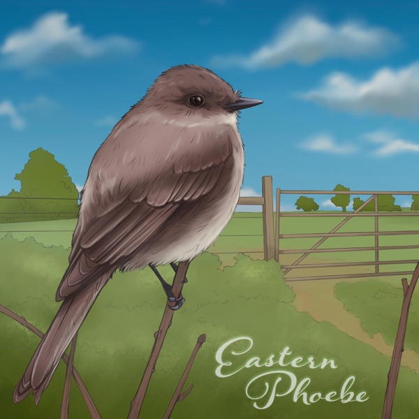 Cover of Eastern Phoebe - Single