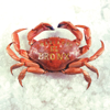 Mariachi El Bronx - Mariachi El Bronx