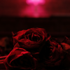 Roses - The Paper Kites