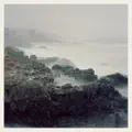 Swimmer