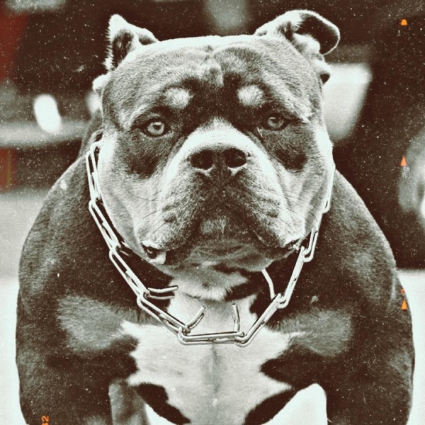 For All the Dogs