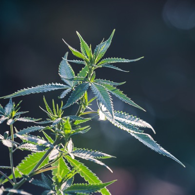 Marijuana, Jecke - Single