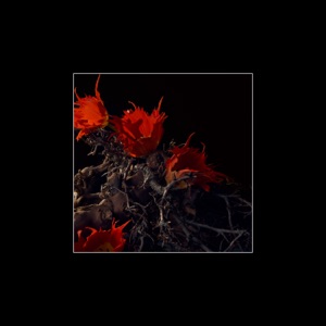 Cedar (feat. Johan Skugge)