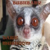 Bushbaby - Single