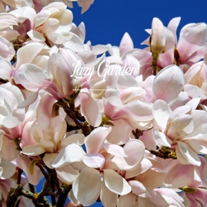 Yucca Plant