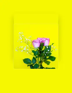 Ascolta Adoa, guarda video musicali, leggi la biografia, vedi le date del tour & altro!