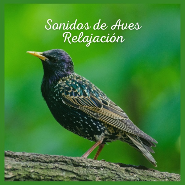 Sonidos de Aves: Relajación