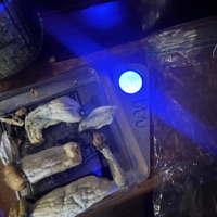 Cut the Root - Single - Jadedloner