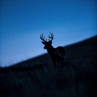 Deer In the Headlights (feat. Ozzie B) - Single - Frvme
