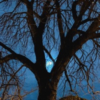 Snow Rising - Single - Sebastian Jautschus