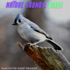 Nature Sounds: Birds - Rain David Sleep Dragon