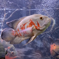 Slide show - Single - Reybones