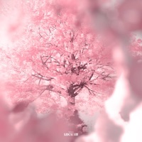 Sakura - Single - KidCalvin