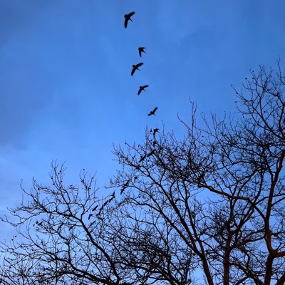 Cooked In the Kitchen - Single