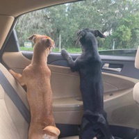 Bodybuilt - Single - vonniesaint