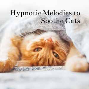 Hypnotic Melodies to Soothe Cats