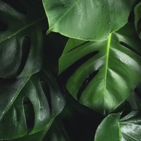 Ave Satani - Single - CATVLYST