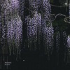 Wisteria - Single