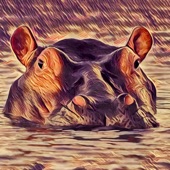 Hippopotamus artwork