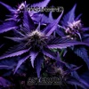 Asteroid (Purple Cannabis Remix) [feat. House of Frankenstein] - Single