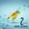 Lovely Birds Song - Forest Winston & Calm Singing Birds Zone