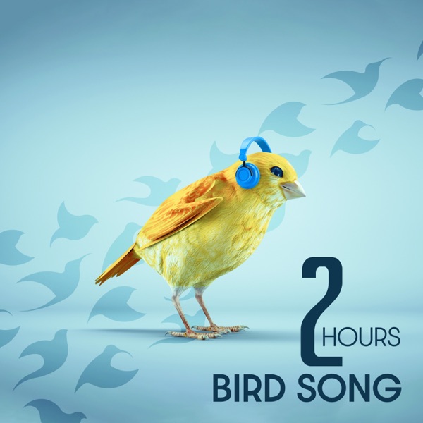 2 Hours Bird Song: The Sounds of Nature for a Quiet Mind