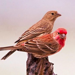 Doğa Ve Kuş Sesi / Nature and Bird Sounds Asmr