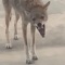 Bite - FOE COYOTE. lyrics