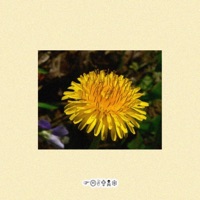 Flaunt (feat. Nvcnee & Juniasule) - Single - SMAVS