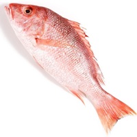 Red Snapper - Single - OXIS