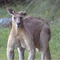 Drop B# (nyo) - Single - Karpo