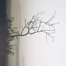 Ascolta Nebel lang, guarda video musicali, leggi la biografia, vedi le date del tour & altro!