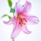 Flor de Lis - Marco Carnemolla lyrics