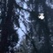 foRestAlone11-23 - minskk lyrics