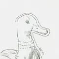 Ducks