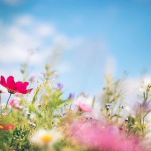 meadow roaming - Single
