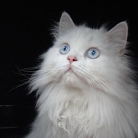 Wish That I Knew - Single - The MookMann