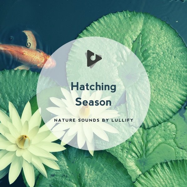 Hatching Season