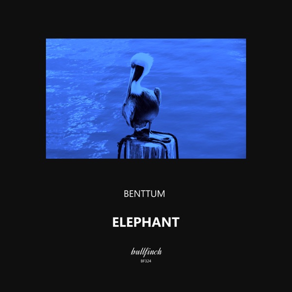 Elephant - Single