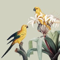 Birds - Single - Soulfy Beatz